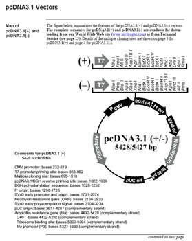 Structure of pcDNA3.1 vector.