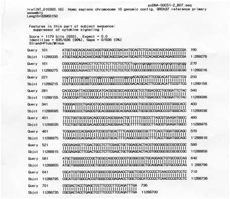 DNA sequence of FLAG-SOCS1 cloned into pcDNA3.1 vector.