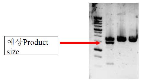 PCR products of SOCS-1 promoter region