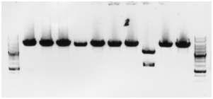 SalI digestion pattern of SOCS-1 promoter.