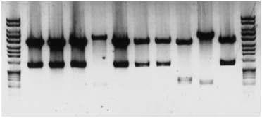 PstI digestion pattern of SOCS-1 promoter.