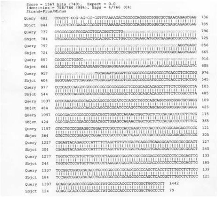 DNA sequence of SOCS promoter region using SP3 sequencing primer.