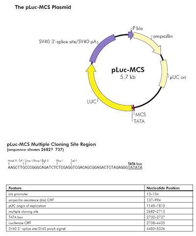 Structure of pLUC-MCS vector