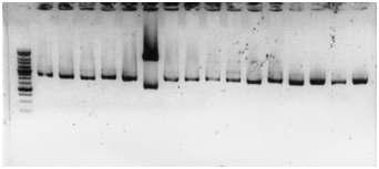 SalI digestion pattern of SOCS promoter region cloned into pLUC-MCS vector.