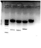 Digestion pattern of SOCS promoter region cloned into pLUC-MCS vector with various restriction enzymes.