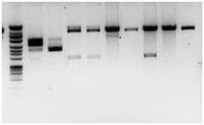 HindIII/BglII digestion pattern of pLUC-∆SOCSpt (DH5α).