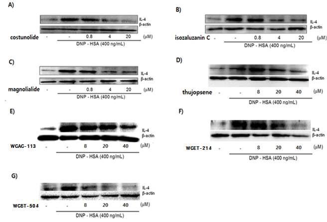 Inhibitory effects of compounds on IL-4 protein expression in RBL-2H3 cells. A) Costunolide. B) Isozaluzanin. C) Magnolialide. D) Thujopsene. E) WCAC-113. F)WCAC-214. G) WCBT-504.