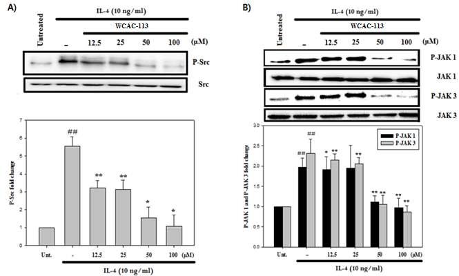 Inhibitory effect of WCAC-113 on c-Src, JAK1, and JAK3 phosphorylation in NIH-3T3 cells.