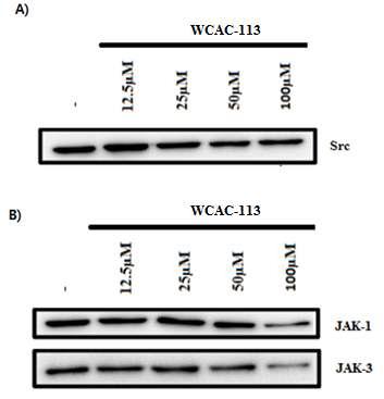 WCAC-113 inhibits JAK1 and JAK3 but not c-Src activity.