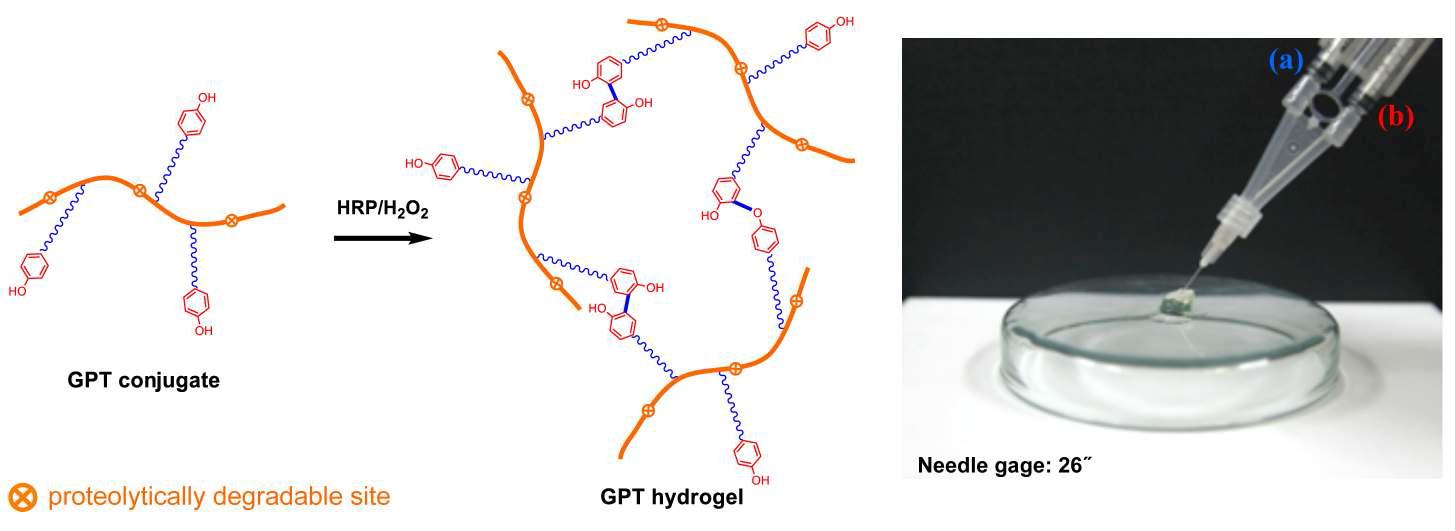 젤라틴 유도체의 효소 반응에 의한 상전이 하이드로젤 형성 모식도와 양쪽 주사기를 이용한 하이드로젤의 형성 사진
