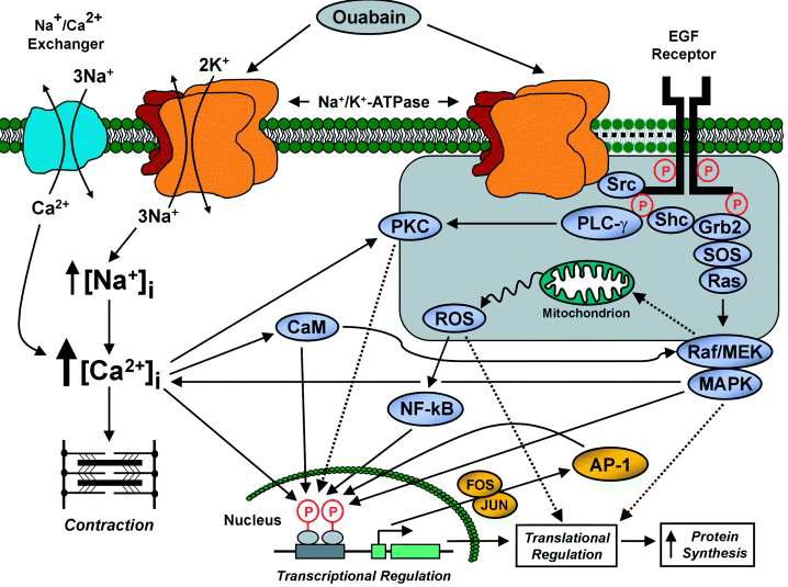Ouabain에 의한 다양한 세포내 신호전달 기전