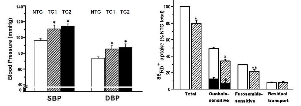 TCTP-TG에서의 고혈압 발현 및 혈관세포에서 Na pump 저해