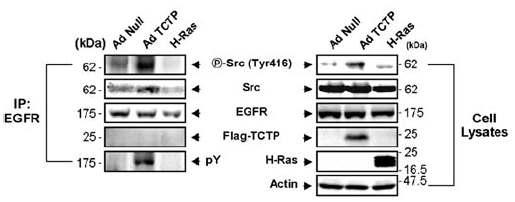 TCTP가 Src-mediated EGFR transactivation을 유도함
