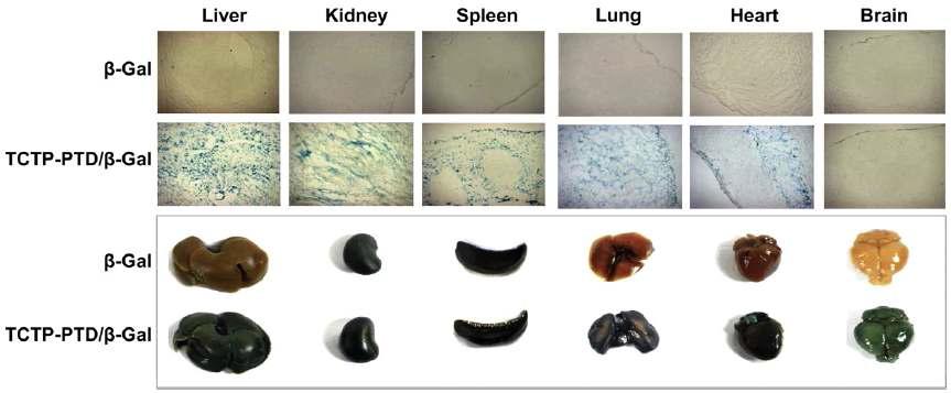 마우스에서 TCTP/β- gal의 in vivo 투과도를 β-gal 염색으로 확인함