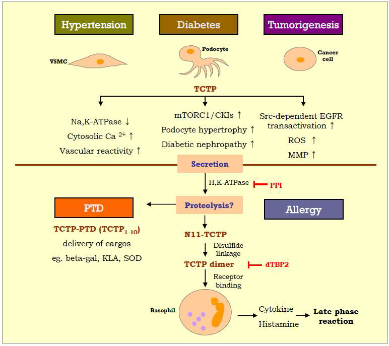 본 연구수행을 통해 규명한 여러 질병에서 TCTP의 병태생리학적 기능