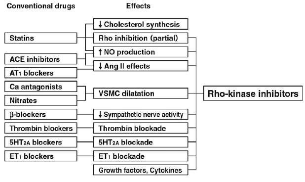Rho kinase 저해제의 효과