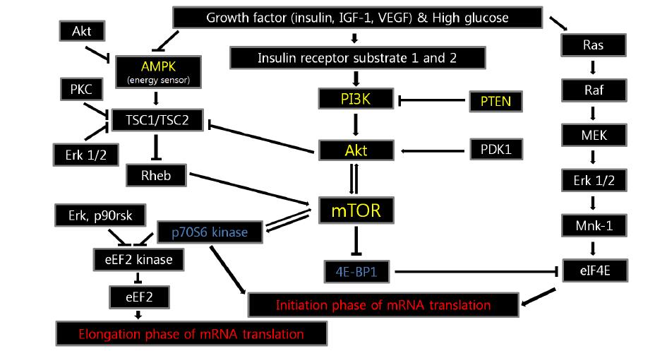 mTOR pathway