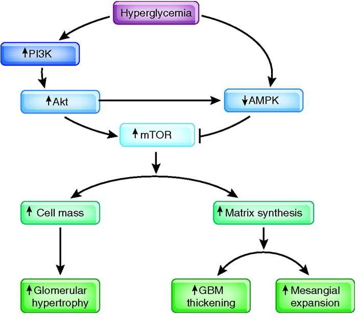 고혈당에서 mTOR 신호전달 경로