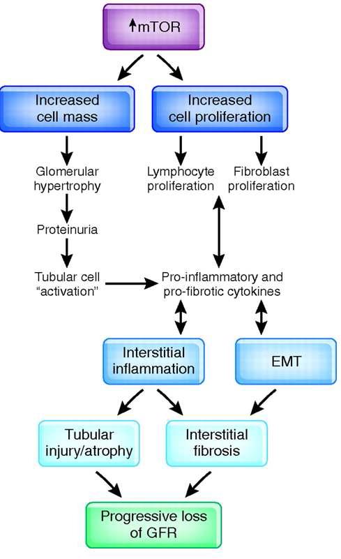 mTOR 신호전달 경로와 신장병증