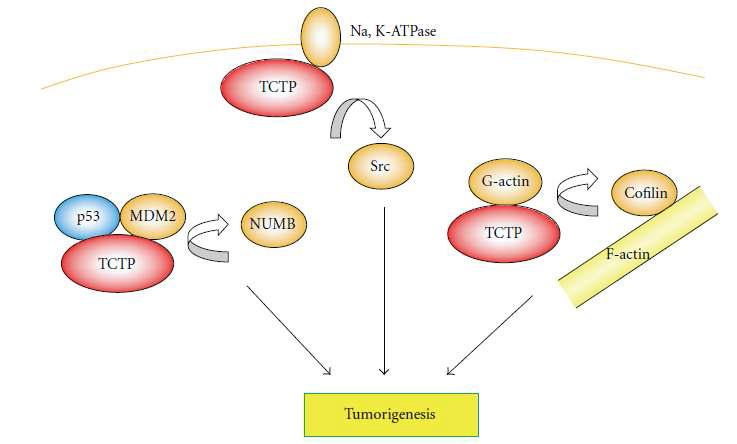 Oncogene으로써 TCTP의 기능
