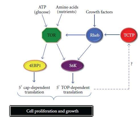 TCTP의 TOR pathway 활성화 및 세포 증식, 성장 촉진