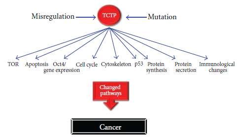 TCTP의 misregulation 및 mutation이 암을 유발하는 경로