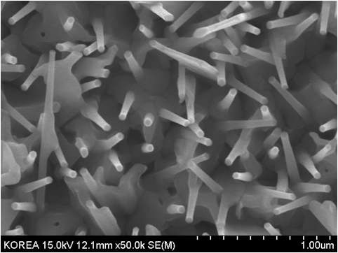 SEM image of a binary oxide grown at high temp.