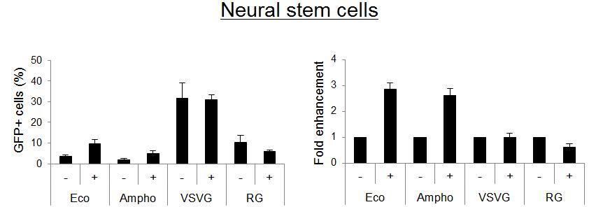 Neural stem cell로의 transduction시 각 Env에 미치는 polybrene의 효과