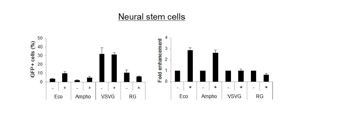 Neural stem cell로의 transduction시 각 Env에 미치는 polybrene의 효과