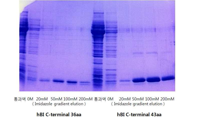 hBI C-terminal 36aa 단백질과 hBI C-terminal 43aa 단백질의 IMAC(Immobilized Metal Affinity Column) 후 전기영동 사진