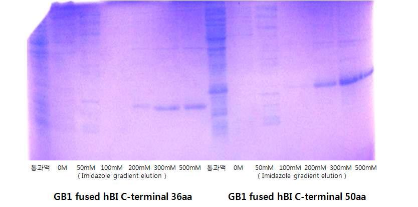 GB1 fuseIdM hABCI( ICm-mteorbmiliizneadl( 3M6eataa)l 단Af백fin질it과y CGoBlu1m fnu)s e후d h전B기I C영-동te r사m진ianl (43aa) 단백질의 (Elution Buffer : 50mM Tris, 0.5M NaCl, pH8, 0M-500mM Imidazole)