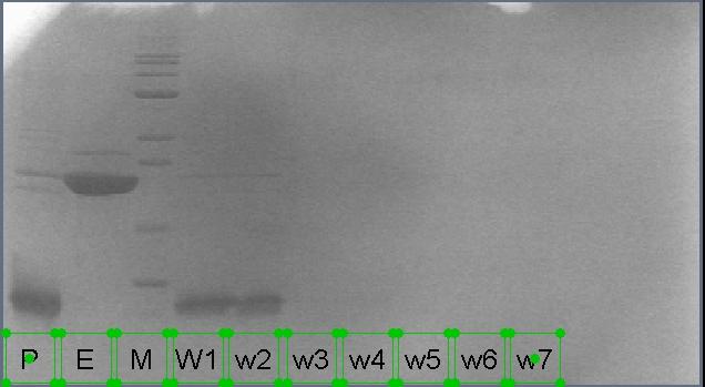 FLNa20의 Thrombin Cleavage 후 GST 컬럼 크로마토그래피 결과