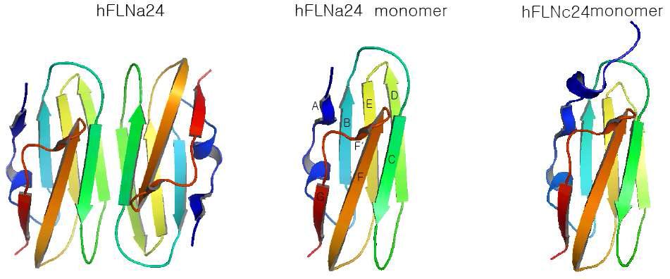 FLNa24의 dimer, monomer구조와 FLNc24의 구조 비교