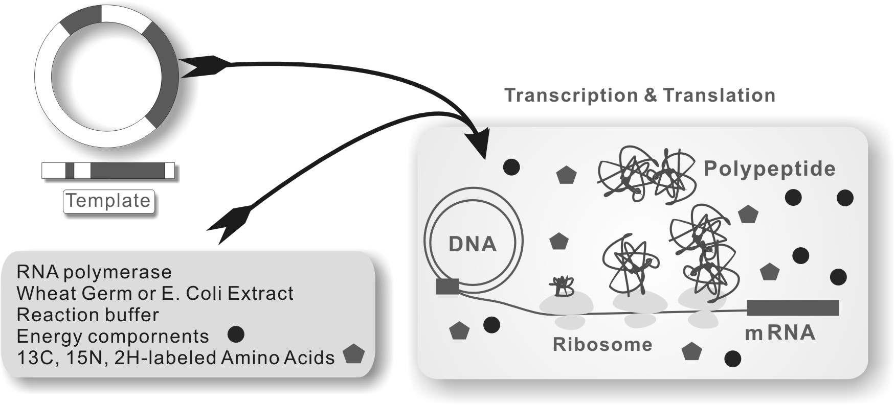 Cell-free translation system 모식도