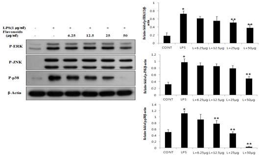 Figure 10. Representative 2-DE pattern of control group(A), LPS trested group (B) and purified Flavonoids (40㎍) treated group (C)