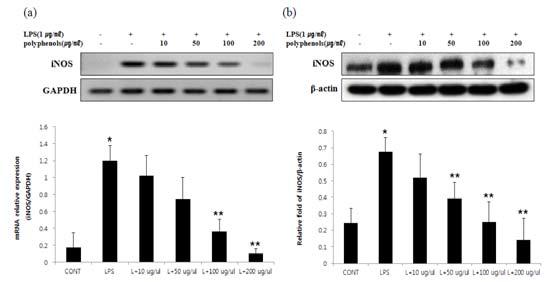 Effect of polyphenols isolated from Lonicera japonica T. on iNOS mRNA and protein expressions in RAW 264.7 macrophages