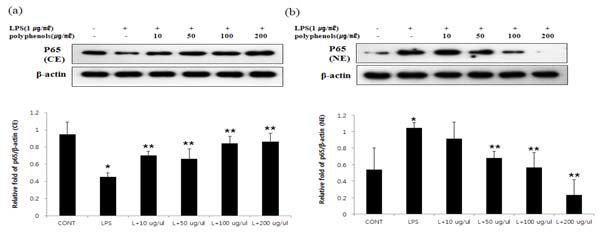 Effect of polyphenols isolated from Lonicera japonica T. on phosphorylation and degradation of IκBin RAW 264.7 macrophages