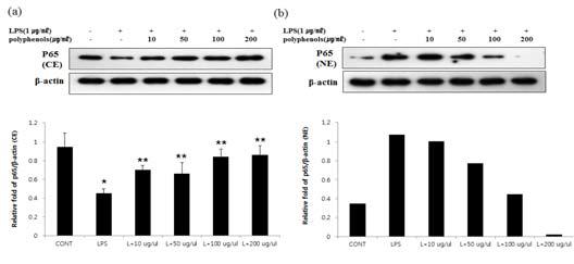 Effect of polyphenols isolated from Lonicera japonica T. on translocation of NF-κB p65 to nucleus in RAW 264.7 macrophages