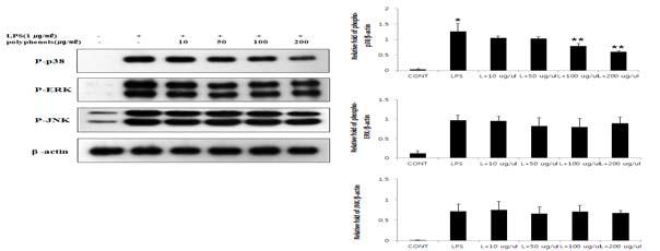 Effect of polyphenols isolated from Lonicerajaponica T. on phosphorylation of MAPKs in RAW 264.7 macrophages