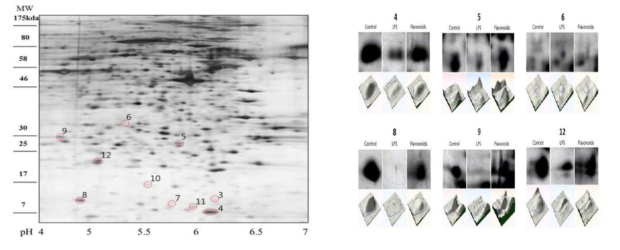 Trends of protein expression for RAW264.7 murine macrophage cell which activated with LPS treated with Flavonoids for 24 hours