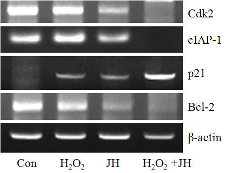인동 (Lonicera Japonica) 유효성분 처리에 의한 세포사 관련 유전자 mRNA의 발현
