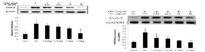 Figure 4. Suppression effects of Purified Flavonoids on LPS-induced COX-2 protein expression and mRNA level in RAW 264.7 cells