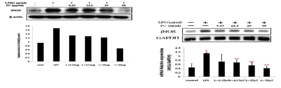 Figure 5. Suppression effects of Purified Flavonoids on LPS-induced iNOS protein expression and mRNA level in RAW 264.7 cells.