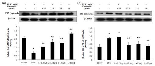 Fig.8 Effect of flavonoids isolated from Citrus aurantium L. on translocation of NF-κB p65 to nucleus in RAW 264.7macrophages