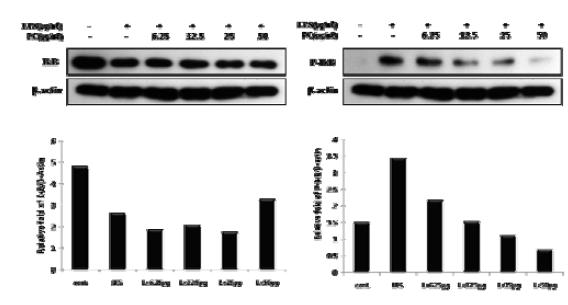 Fig. 9. Flavonoids suppress LPS-induced phosphorylation of MAPKs in RAW 264.7 macrophages