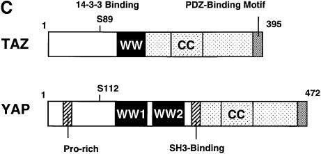 WWTR1 (=TAZ) 단백질의 구조