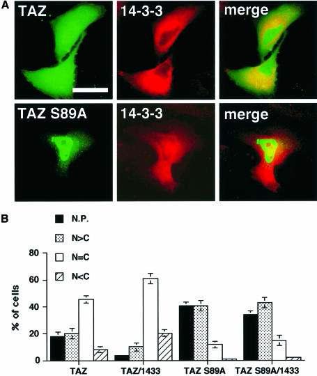 14-3-3 결합에 의한 WWTR1 (=TAZ) 단백질의 세포 내 위치 이동 조절