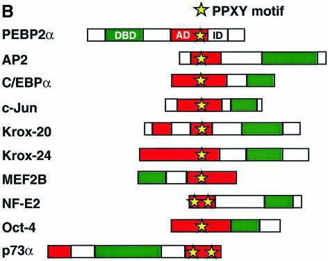 WWTR1과 결합 가능한 PPXY motif를 가지 주요 전사인자들