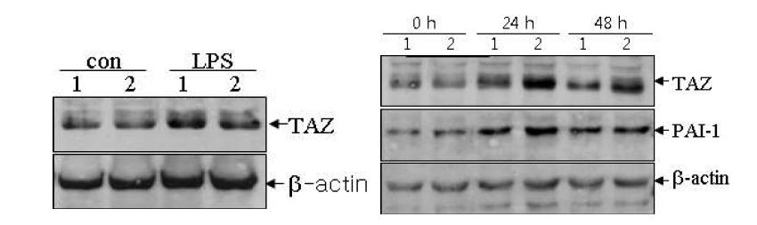 in vivo LPS 및 hyperoxia 자극에 의한 폐에서의 TAZ 발현 변화