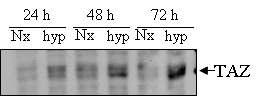 in vivo hyperoxia shock의 시간의존적 TAZ 발현 증가